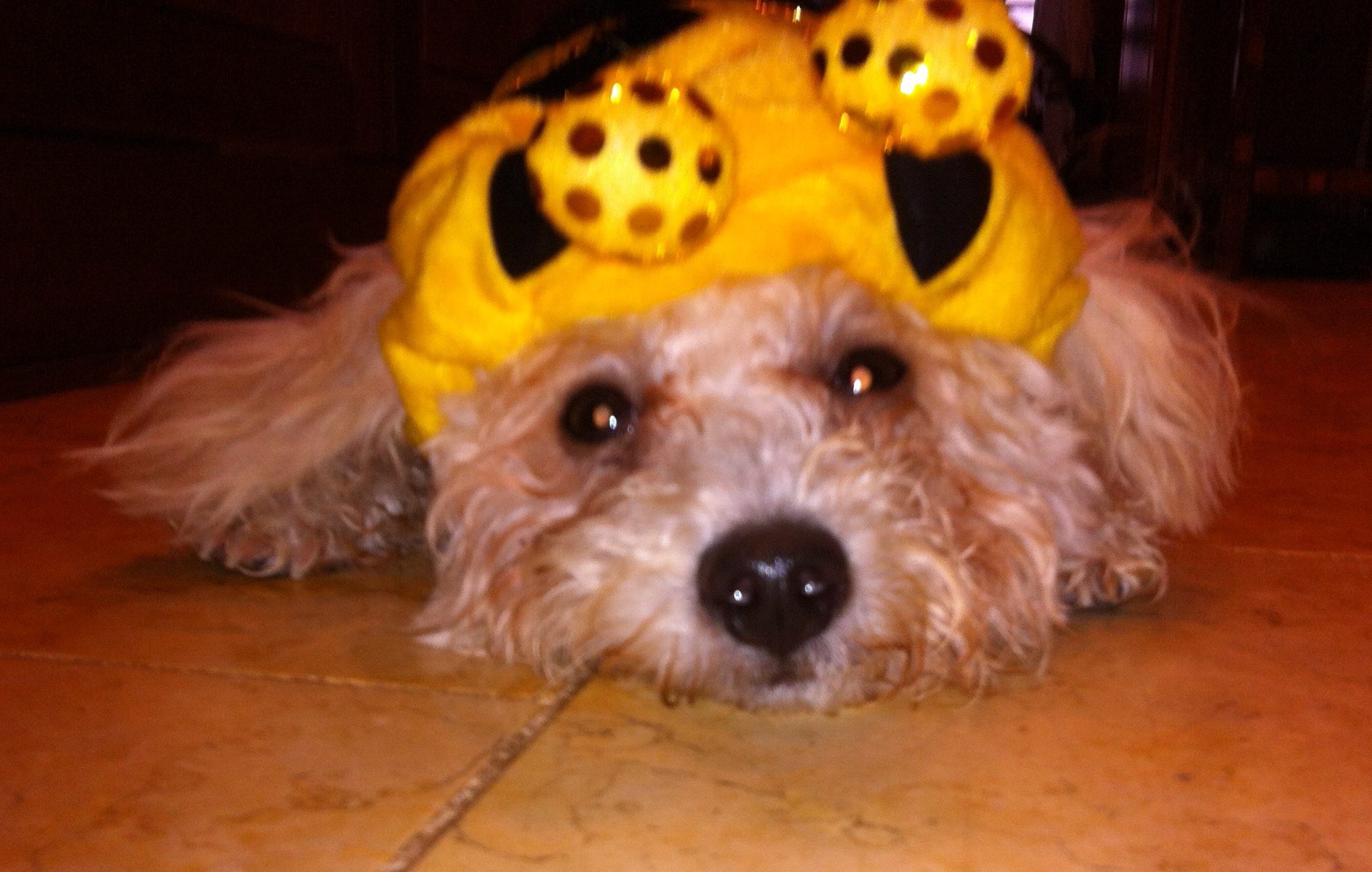 Awooo to you - Kiki Leaks